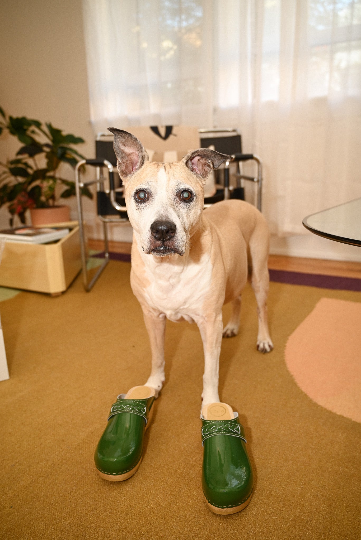 Bridget Clog